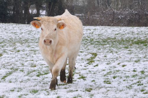 cow snow fields