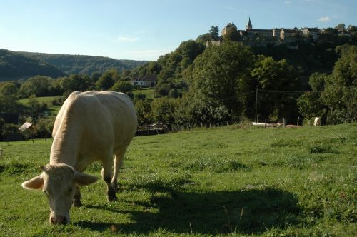 cow cattle pasture