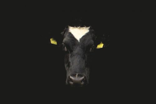 cow cow face cow portrait