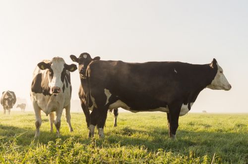 cow fog curious