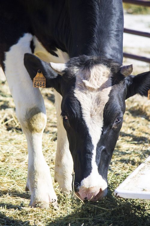 cow toro calf