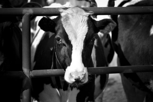cow black and white cattle