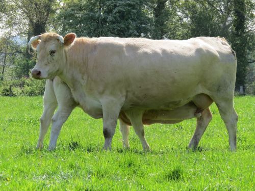 cow veal breeding