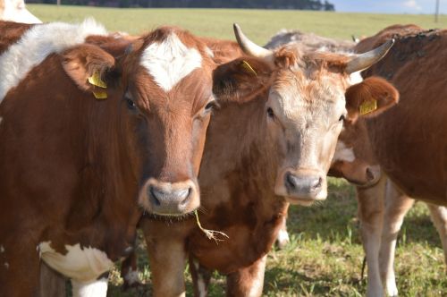 cow beef horns