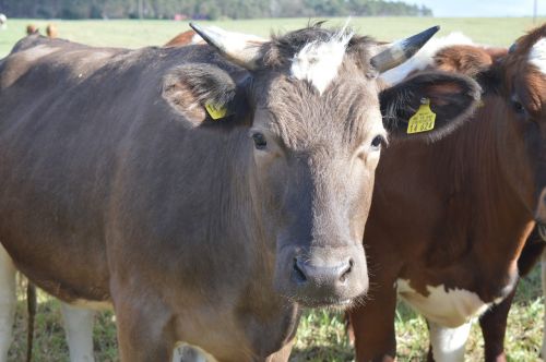 cow beef horns
