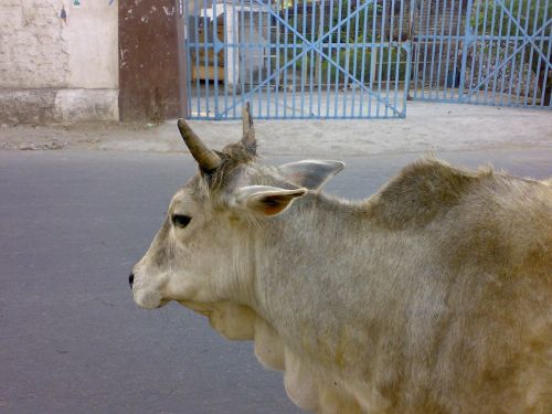 cow india sacred