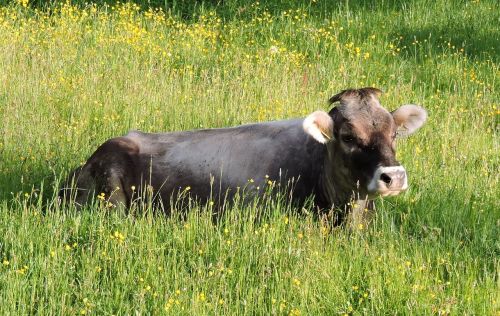 cow meadow grauvieh