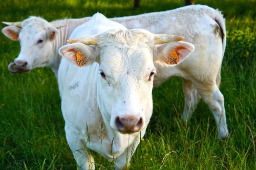 cow animals cattle