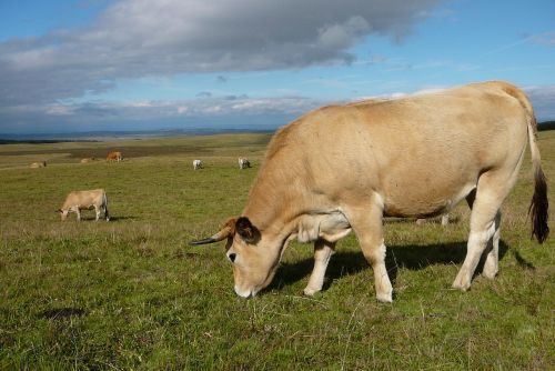 cow field cattle