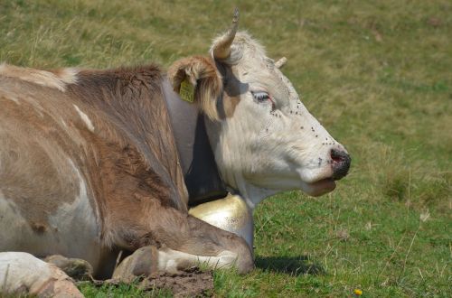 cow allgäu pasture