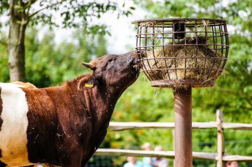 cow hay agriculture