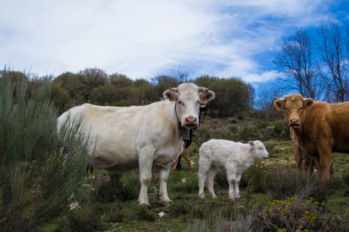 cow field livestock