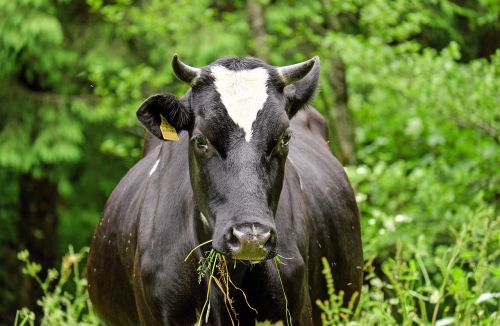 cow beef animal