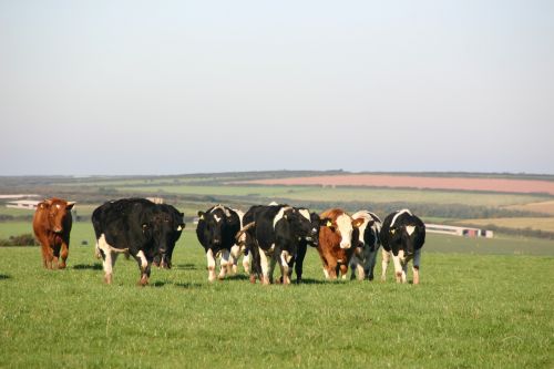 cow cows pasture