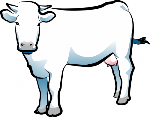 cow animal cattle