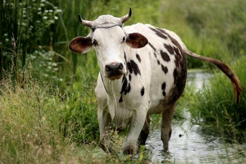 cow bovine spotted