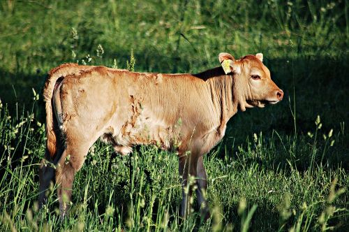 cow bull animal breeding