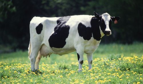 Cow