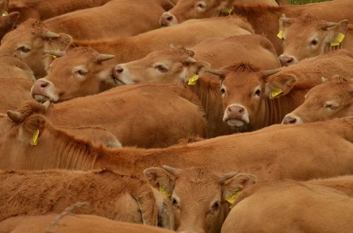 cow cattle animal husbandry