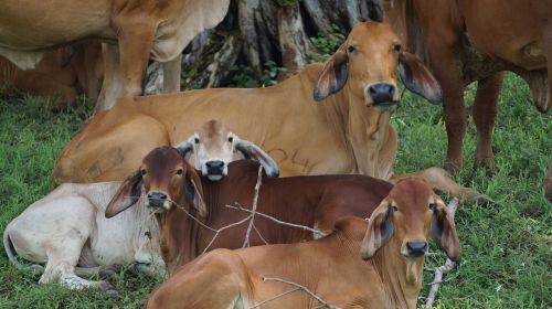 cow livestock field