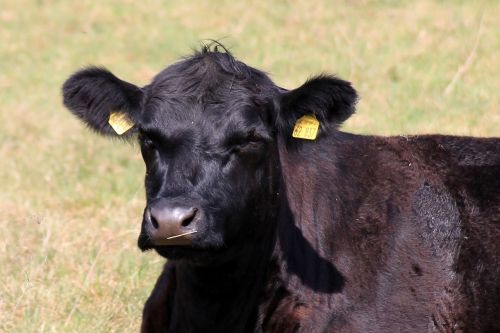 cow beef pasture