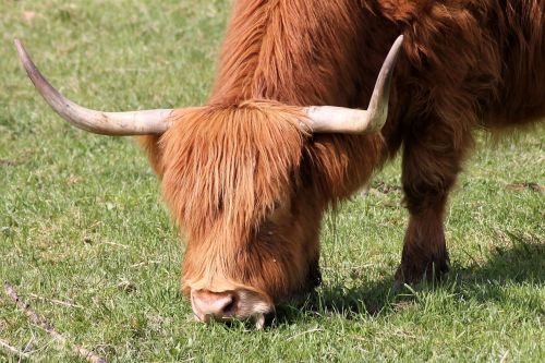 cow beef horns