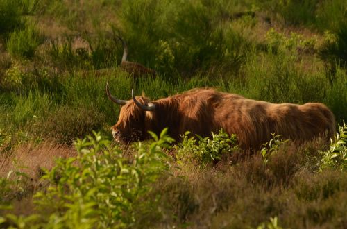 cow beef scottish