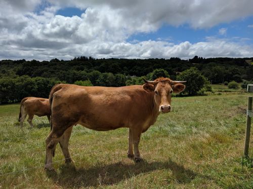 cow livestock prado