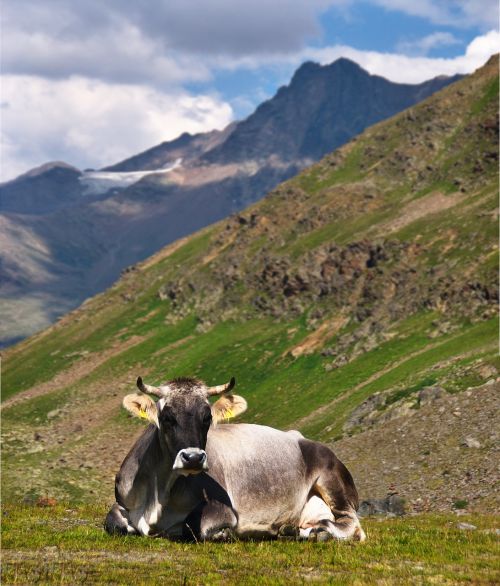 cow the alps rest