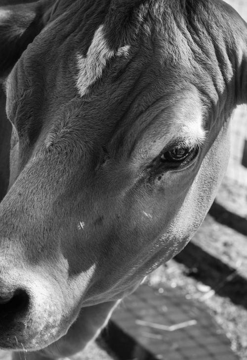 cow black and white farm