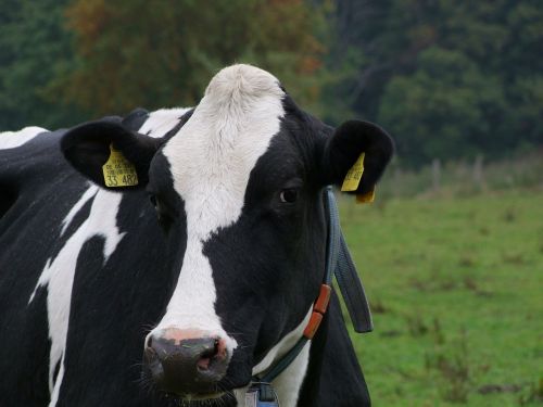 cow cattle pasture