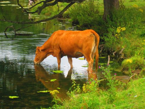 cow drinking lake