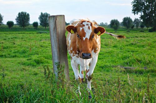 cow animal cattle