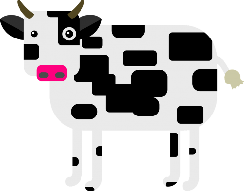 cow milk dairy cows