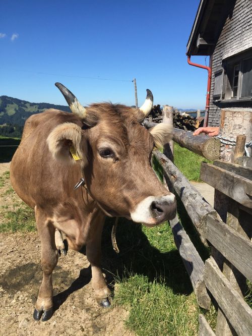 cow alpkuh switzerland
