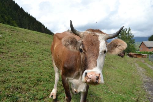 cow mountains the carpathians