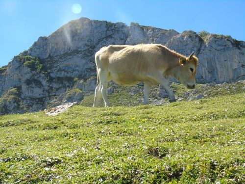 cow asturias covadonga lakes