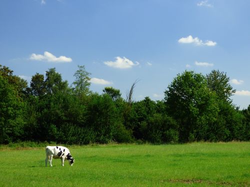 cow pasture sky