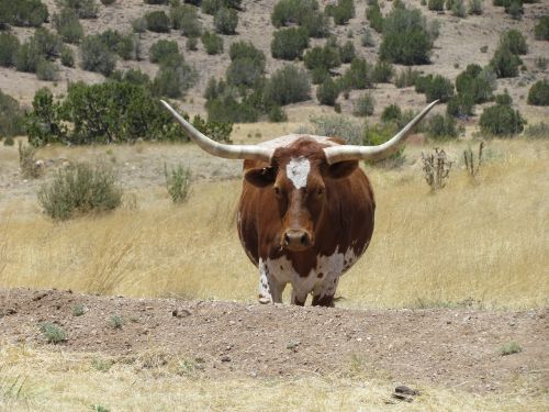 cow longhorn livestock