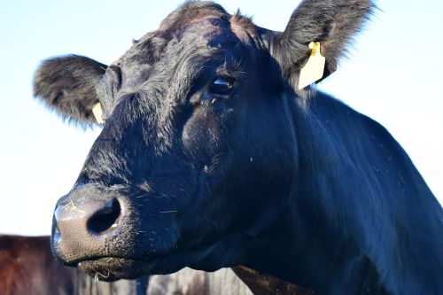 cow head animal