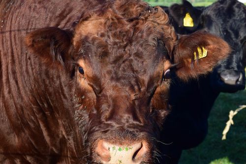 cow head animal