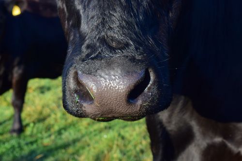 cow snout animal