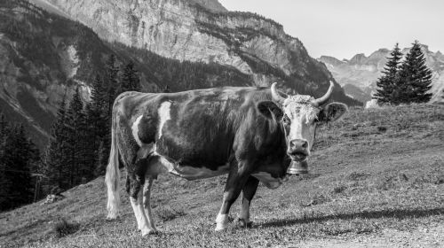 cow meadow pasture