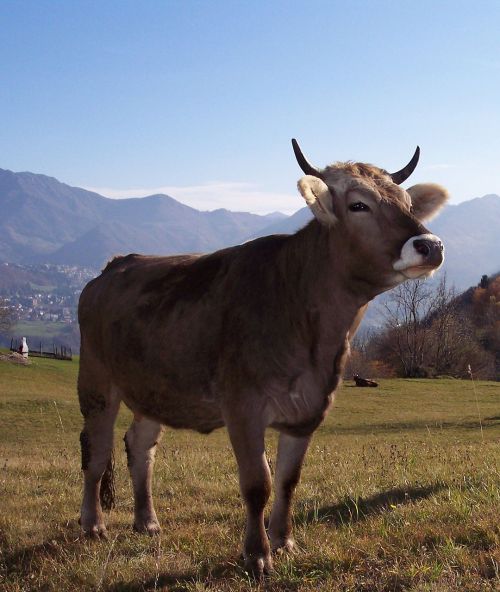 cow mountain prato