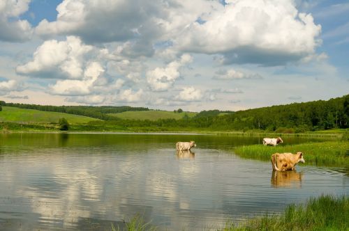 cow lake landscape