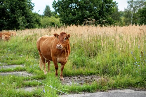 cow brown milk