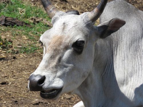 cow bull horns