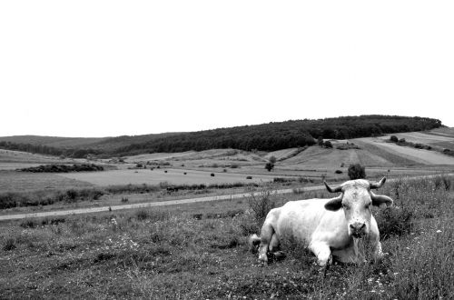 cow pasture black and white