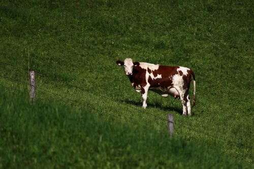 cow green meadow