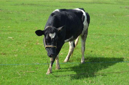 cow pasture livestock